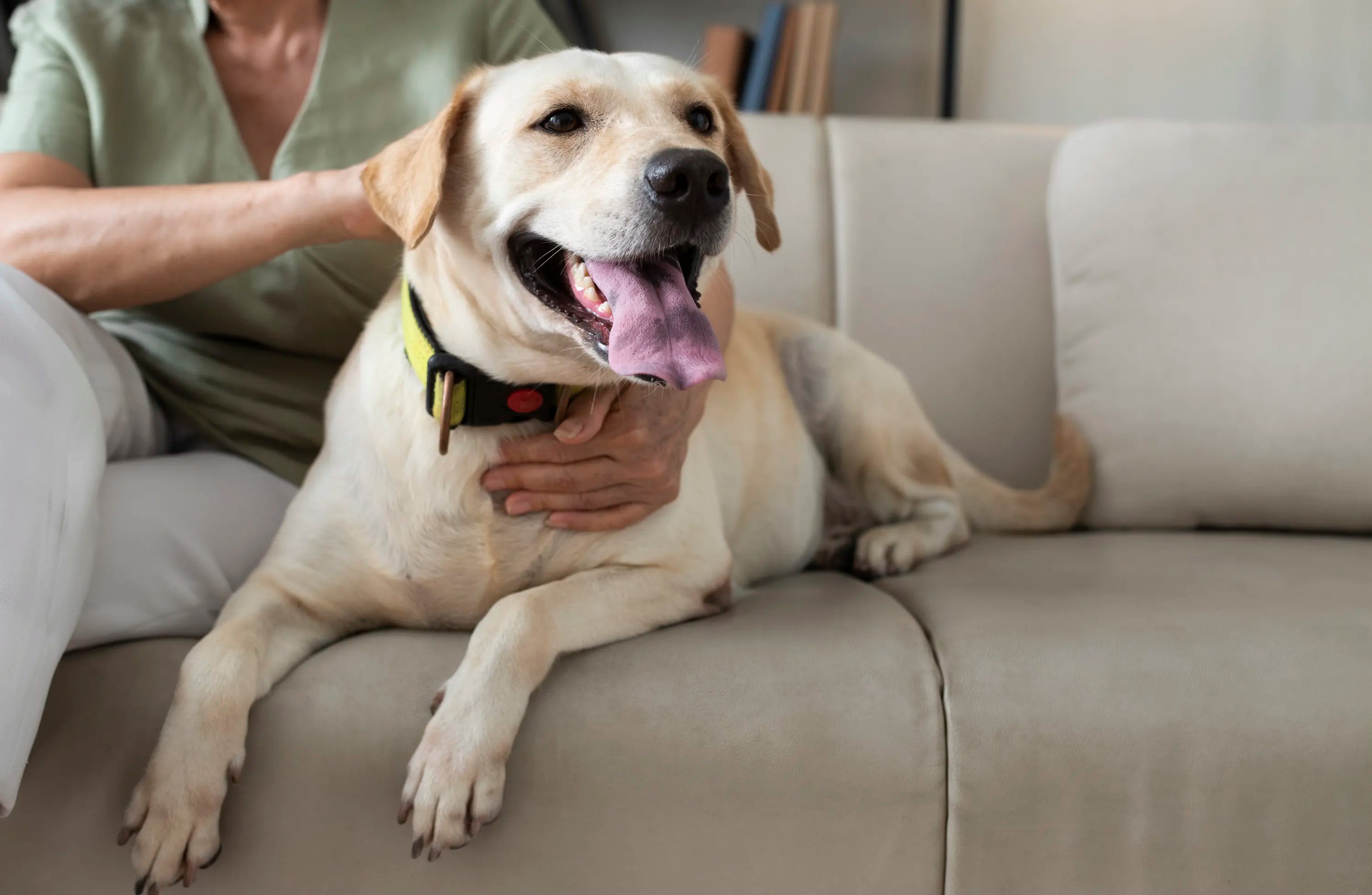 Pet-Friendly Upholstery Fabric for Your Home - Folio Fabrics