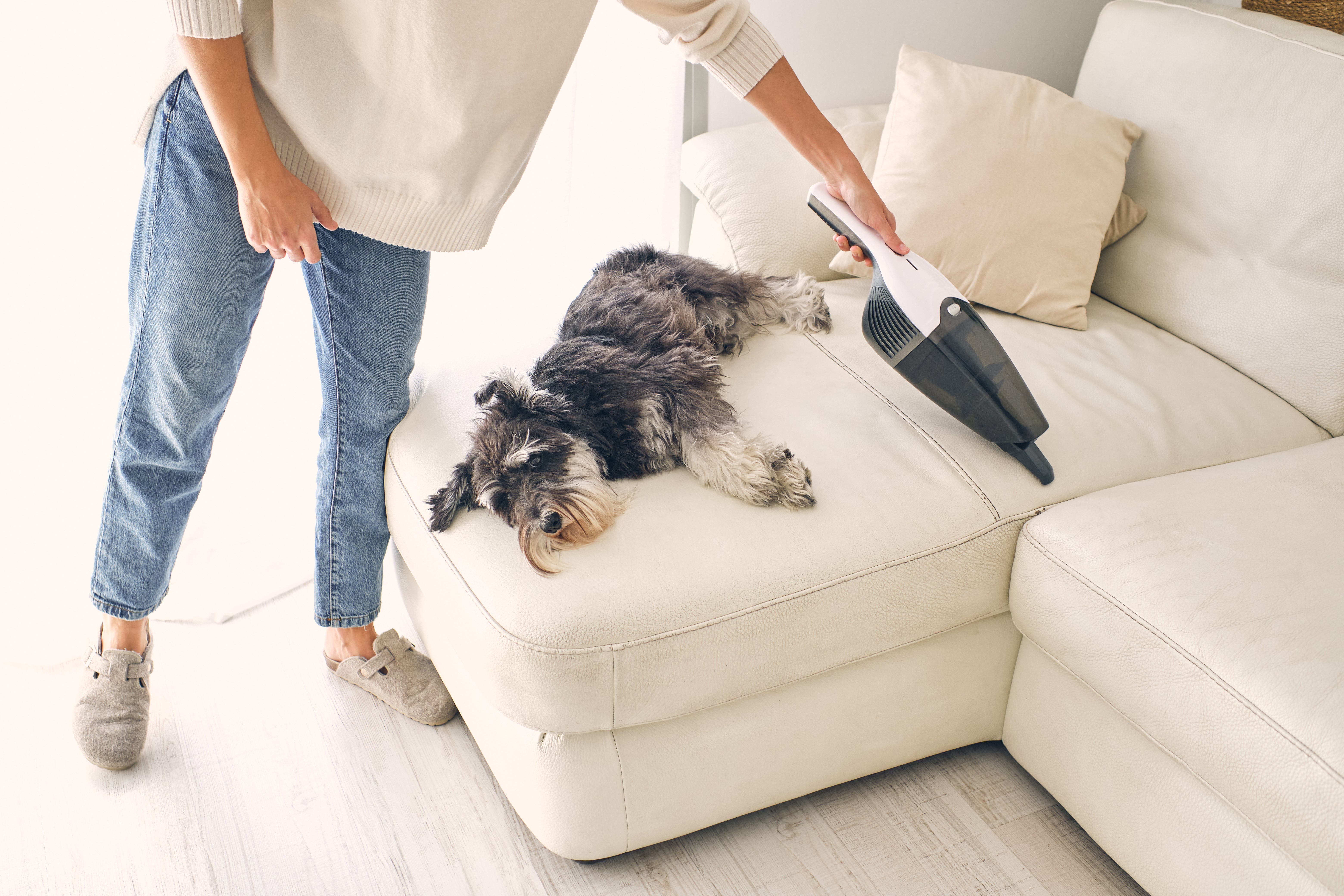 How to Remove Pet Hair From Upholstery Fabric - Folio Fabrics
